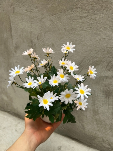 CHẬU HOA CÚC HỌA MI ĐẶT BÀN 30CM