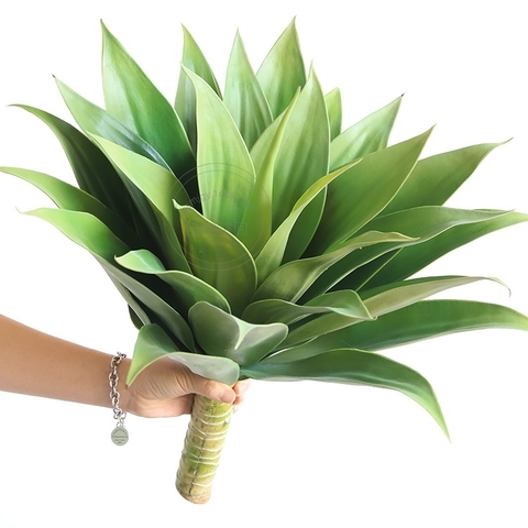 CÂY DỨA NAM PHI GIẢ( 40CM, 60CM)