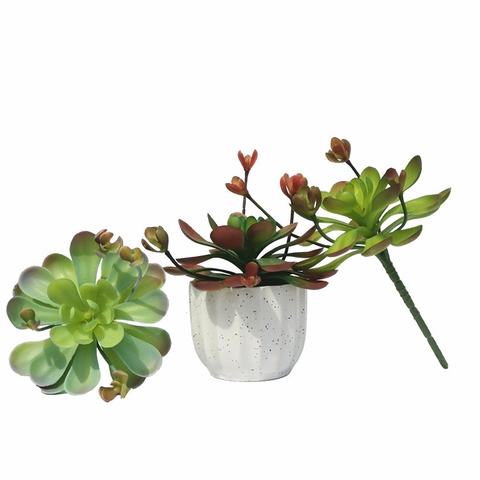 Chậu sen đá hoa mầm cao 18cm