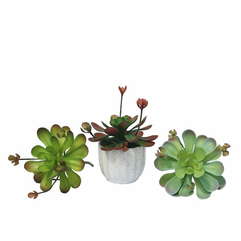 Chậu sen đá hoa mầm cao 18cm