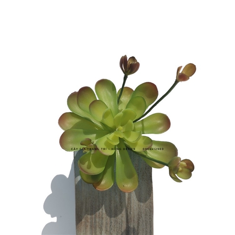Chậu sen đá hoa mầm cao 18cm
