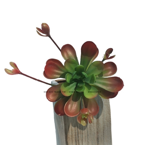Chậu sen đá hoa mầm cao 18cm