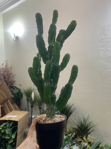 CÂY XƯƠNG RỒNG NHIỀU NHÁNH GIẢ (55CM, 85CM)