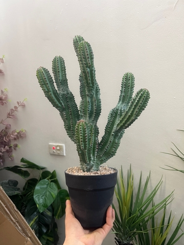 CÂY XƯƠNG RỒNG NHIỀU NHÁNH GIẢ (55CM, 85CM)
