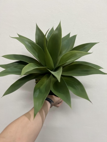 CÂY DỨA NAM PHI GIẢ( 40CM, 60CM)
