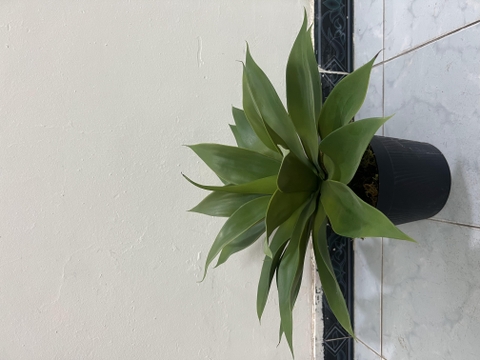 CÂY DỨA NAM PHI GIẢ( 40CM, 60CM)