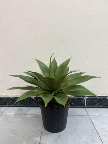 CÂY DỨA NAM PHI GIẢ( 40CM, 60CM)