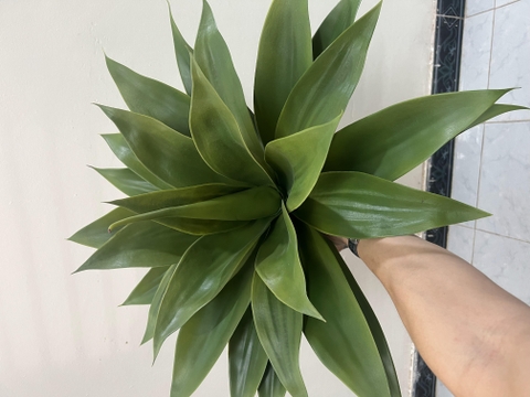 CÂY DỨA NAM PHI GIẢ( 40CM, 60CM)