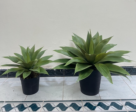 CÂY DỨA NAM PHI GIẢ( 40CM, 60CM)