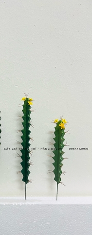 CÂY XƯƠNG RỒNG NHỎ TRANG TRÍ(20CM,30CM)
