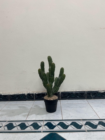 CÂY XƯƠNG RỒNG NHIỀU NHÁNH GIẢ (55CM, 85CM)