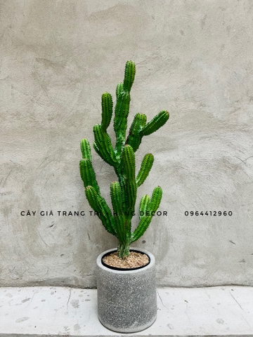 CÂY XƯƠNG RỒNG NHIỀU NHÁNH GIẢ (55CM, 85CM)