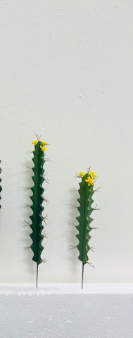 CÂY XƯƠNG RỒNG NHỎ TRANG TRÍ(20CM,30CM)