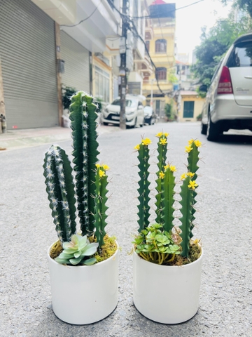CÂY XƯƠNG RỒNG NHỎ TRANG TRÍ(20CM,30CM)