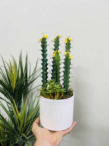 CÂY XƯƠNG RỒNG NHỎ TRANG TRÍ(20CM,30CM)