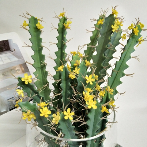 CÂY XƯƠNG RỒNG NHỎ TRANG TRÍ(20CM,30CM)
