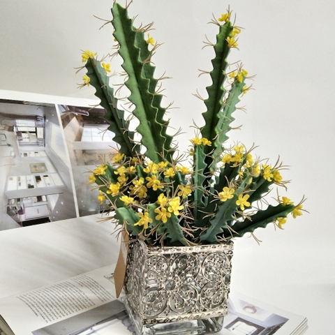 CÂY XƯƠNG RỒNG NHỎ TRANG TRÍ(20CM,30CM)
