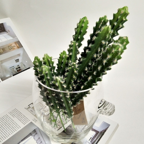 CÂY XƯƠNG RỒNG NHỎ TRANG TRÍ(20CM,30CM)