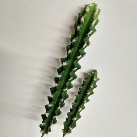 CÂY XƯƠNG RỒNG NHỎ TRANG TRÍ(20CM,30CM)