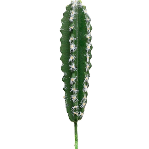 CÂY XƯƠNG RỒNG NHỎ TRANG TRÍ(20CM,30CM)