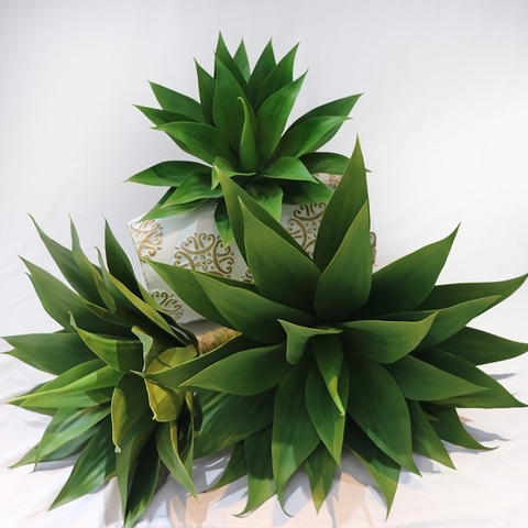 CÂY DỨA NAM PHI GIẢ( 40CM, 60CM)