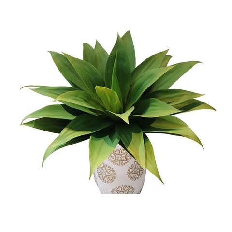 CÂY DỨA NAM PHI GIẢ( 40CM, 60CM)