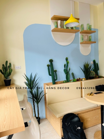 CHẬU CÂY PHÁT TÀI NÚI GIẢ 1M2 KÈM CHẬU XI