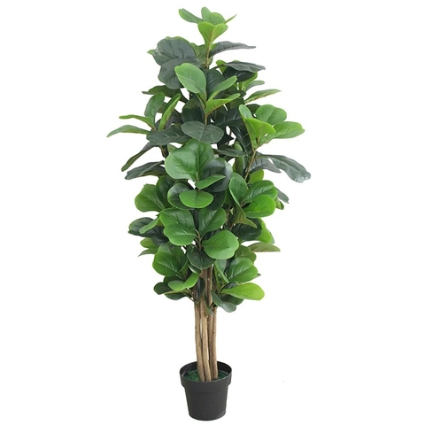 CÂY BÀNG SINGAPORE 6 THÂN GỖ hằng decor (1m5)