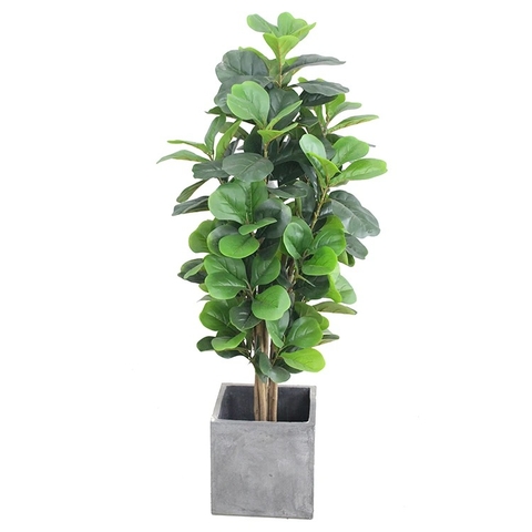 CÂY BÀNG SINGAPORE 6 THÂN GỖ hằng decor (1m5)