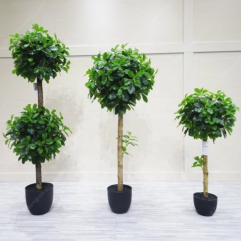 CÂY NGÂU GIẢ TRANG TRÍ HẰNG DECOR (80CM-1M-1M2)