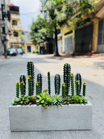 BỒN XƯƠNG RỒNG GIẢ TRANG TRÍ 25X60CM