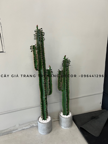 CÂY XƯƠNG RỒNG MÚI XANH GIẢ (85CM, 1M1, 1M5)