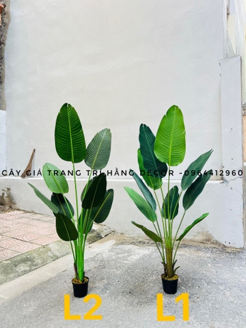 CÂY CHUỐI RẺ QUẠT TRANG TRÍ HẰNG DECOR 1M6(3 nhánh-10 lá)