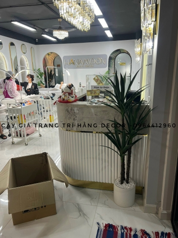 CHẬU CÂY PHÁT TÀI NÚI GIẢ 1M4 KÈM CHẬU GỐM TRẮNG
