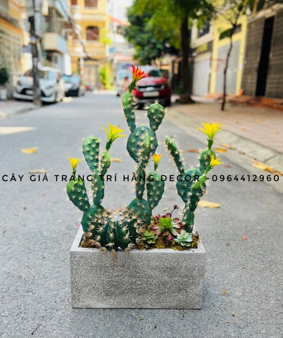 CÂY XƯƠNG RỒNG TAI THỎ HOA CAM( 45CM,65CM)