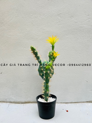 CÂY XƯƠNG RỒNG TAI THỎ HOA CAM( 45CM,65CM)