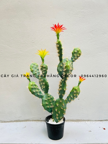 CÂY XƯƠNG RỒNG TAI THỎ HOA CAM( 45CM,65CM)