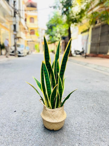 CÂY LƯỠI HỔ GIẢ HẰNG DECOR (80CM, 1M)