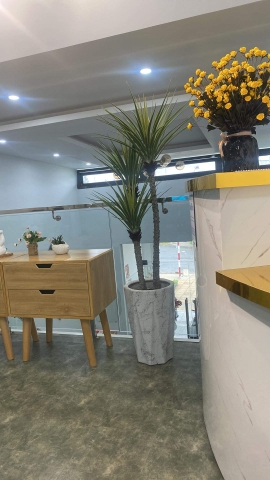 CÂY PHÁT TÀI NÚI THÂN TRẮNG GIẢ HẰNG DECOR (1M1, 1M4)