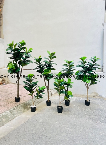 CÂY BÀNG SINGAPORE THÂN GỖ 3 NHÁNH (1m2 và 1m5 )