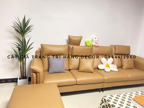 CHẬU CÂY PHÁT TÀI NÚI GIẢ 1M8 4 THÂN KÈM CHẬU GỐM TRẮNG