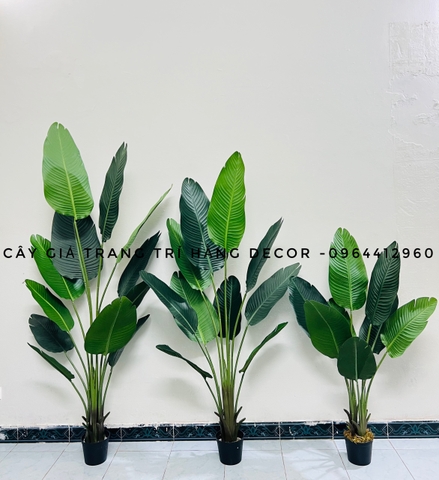 CÂY CHUỐI RẺ QUẠT TRANG TRÍ HẰNG DECOR 1M8(3 nhánh-12 lá)