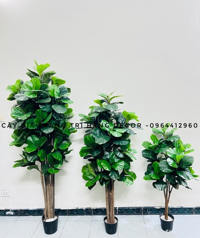 CÂY BÀNG SINGAPORE 6 THÂN GỖ hằng decor (1m5)