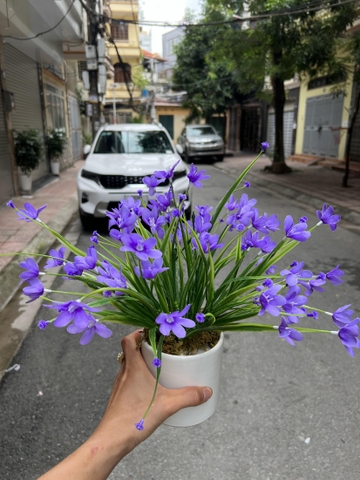 CHẬU HOA TÓC TIÊN GIẢ ĐẶT BÀN 30CM