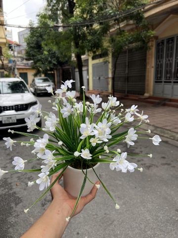 CHẬU HOA TÓC TIÊN GIẢ ĐẶT BÀN 30CM