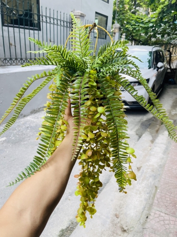 Giỏ dương sỉ rủ giả 70cm