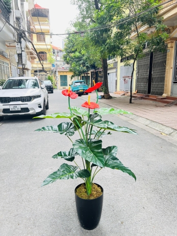 CÂY HOA HỒNG MÔN GIẢ HẰNG DECOR (1M2, 1M5)
