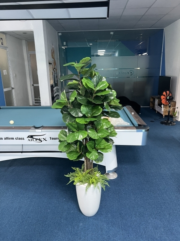 CÂY BÀNG SINGAPORE 6 THÂN GỖ hằng decor (1m5)