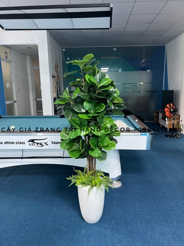 CÂY BÀNG SINGAPORE 6 THÂN GỖ hằng decor (1m5)