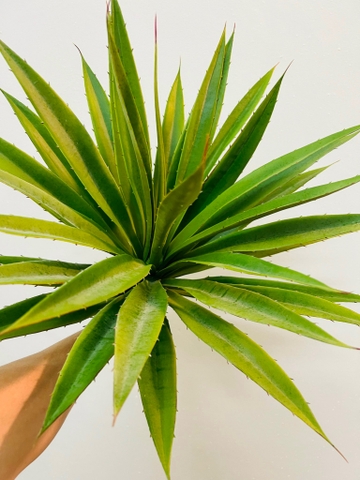 CÂY DỨA GAI GIẢ TRANG TRÍ 60CM